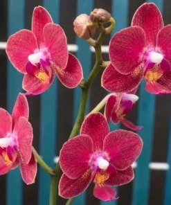 Phalaenopsis Cherry Royale (PP284) Blooming Size