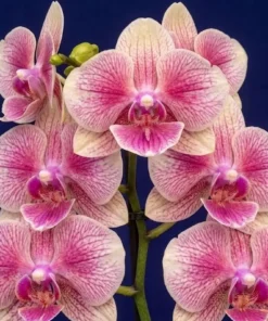 Phalaenopsis Britney Blooming Size