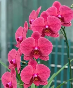 Phalaenopsis Red Sun Blooming Size