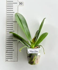 Alternative view of Phalaenopsis Red Sun Blooming Size