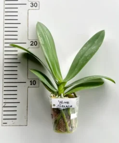 Alternative view of Phalaenopsis Wine Splash Blooming Size