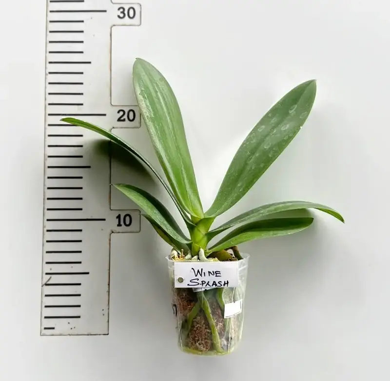 Phalaenopsis Wine Splash Blooming Size - Image 2