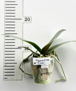 Alternative view of Phalaenopsis Peach Stardust (PP310) Blooming Size