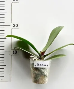 Alternative view of Phalaenopsis Britney Blooming Size