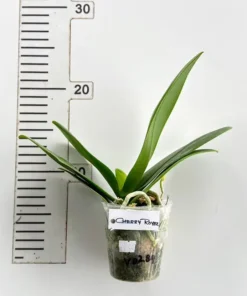 Alternative view of Phalaenopsis Cherry Royale (PP284) Blooming Size