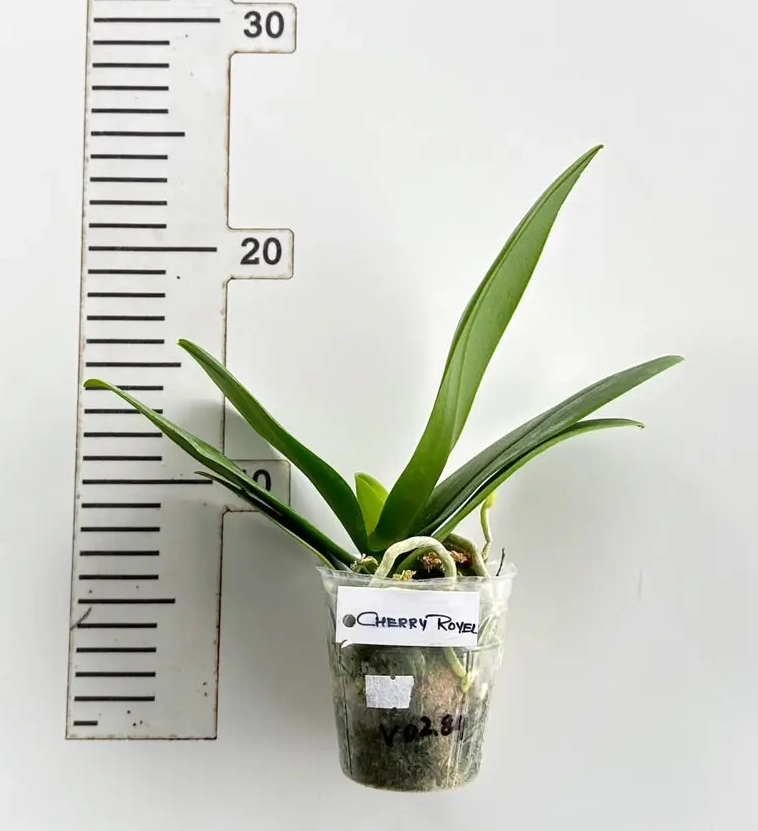 Phalaenopsis Cherry Royale (PP284) Blooming Size - Image 2