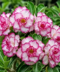 Adenium Pink Frost (PPA117)