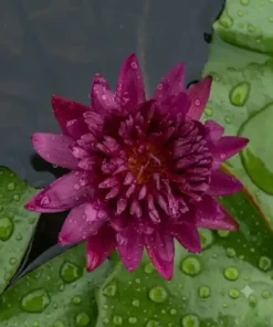Chalithra Water Lily