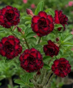 Adenium Black Ruby Rose (PPA113)