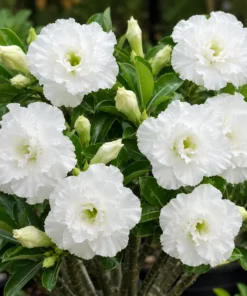Adenium Snow Ruffles PPA123