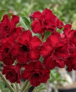 Adenium Crimson Ruffle (PPA89)