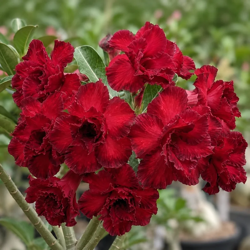 Adenium Crimson Ruffle (PPA89)