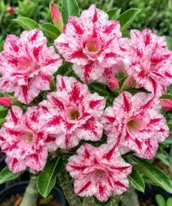 Adenium ‘Pink Firework’ (PPA32)