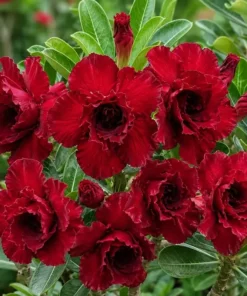 Adenium Royal Burgundy PPA70