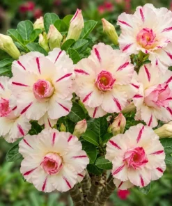 Adenium Candy Stripe (PPA19)