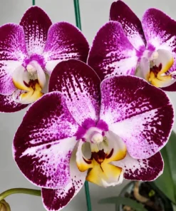 Phalaenopsis Wine Splash Blooming Size