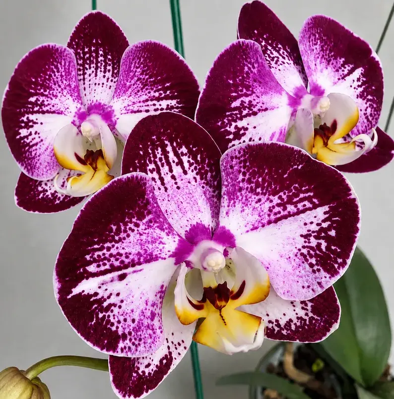 Phalaenopsis Wine Splash Blooming Size