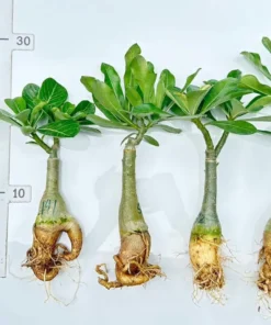 Alternative view of Adenium Red Velvet Majestic (PPA115)