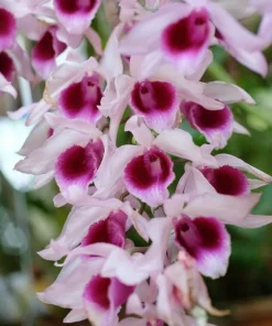 Dendrobium Anosmum ( ANS Sweet ) Blooming Size