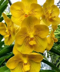 Vanda Sapphire Udon Gold Blooming Size