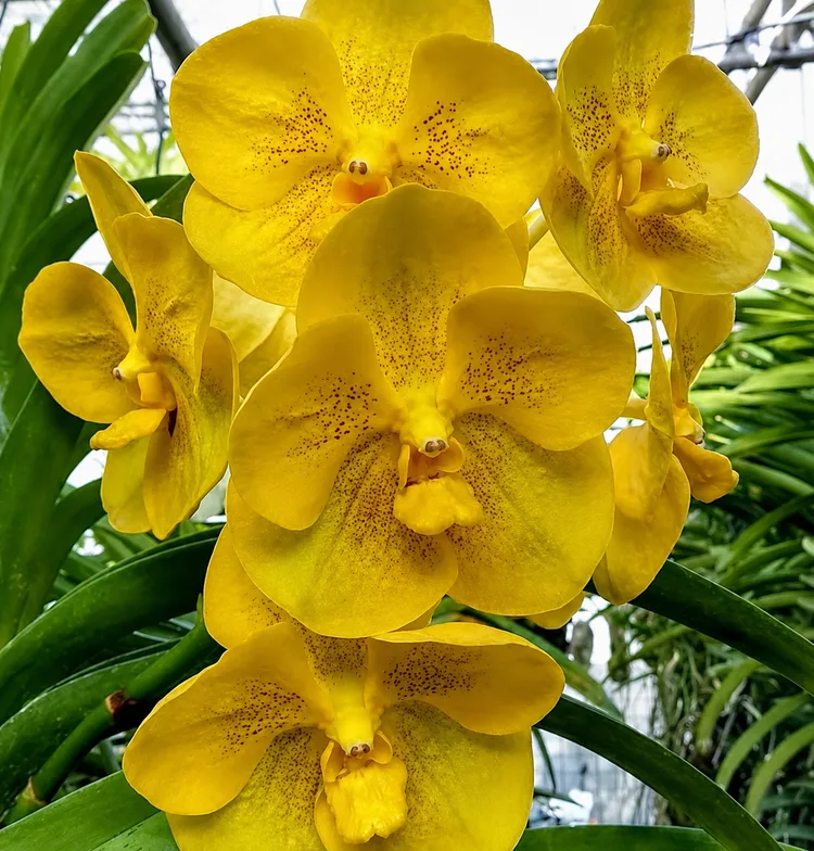 Vanda Sapphire Udon Gold Blooming Size