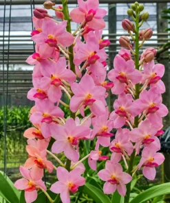Rhynchostylis Prachit Gold x Rhy Gigiantea Blooming Size