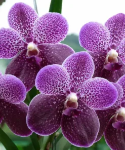 Vanda Bluenia x General Prinya Blooming Size