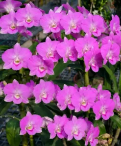 Near to bloom Dendrobium Pink 1