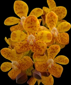 Vandopsis Gigantea ( DPS x Gigantea ) Blooming Size