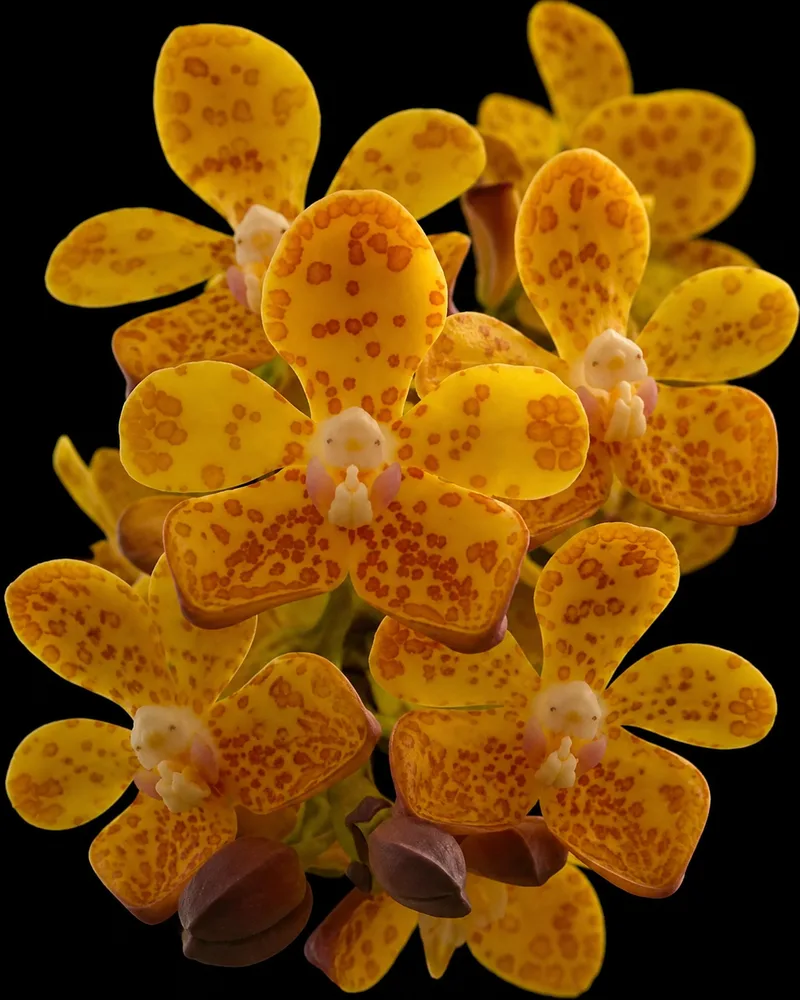 Vandopsis Gigantea ( DPS x Gigantea ) Blooming Size