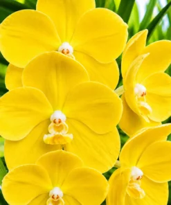 Vanda Charles Goodfellow x Nopporn Gold Blooming Size