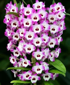 Nobile Akebono Blooming Size