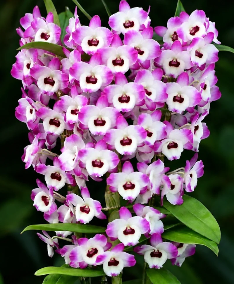 Nobile Akebono Blooming Size