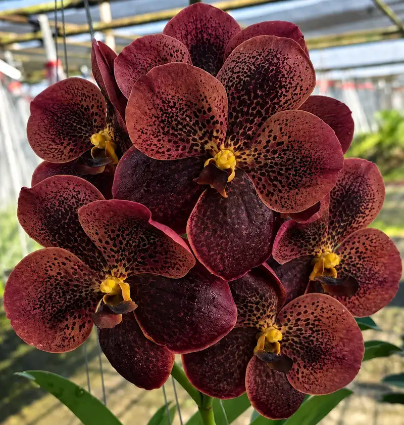 Vanda Tubtim x Kuay Jai Loong x Bitz Blooming Size