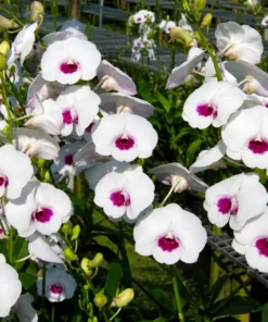 Near To Bloom Dendrobium Diamond 1