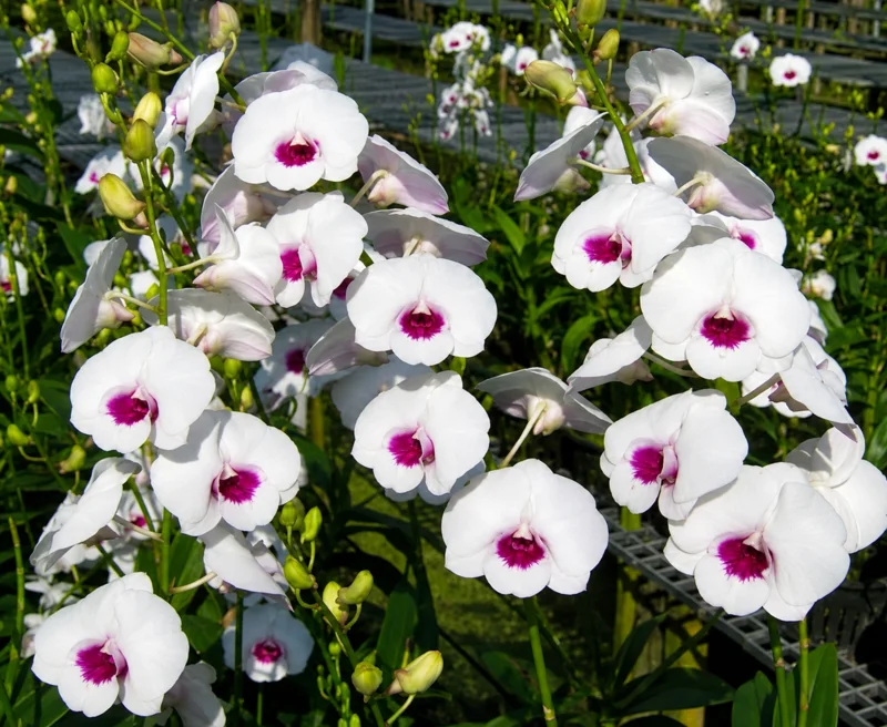 Near To Bloom Dendrobium Diamond 1