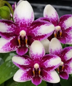 Ready to Flower Size Phalaenopsis Jia Ho Summer Love