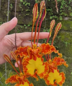 Psychopsis Papilio (PSP PALIO) Blooming Size
