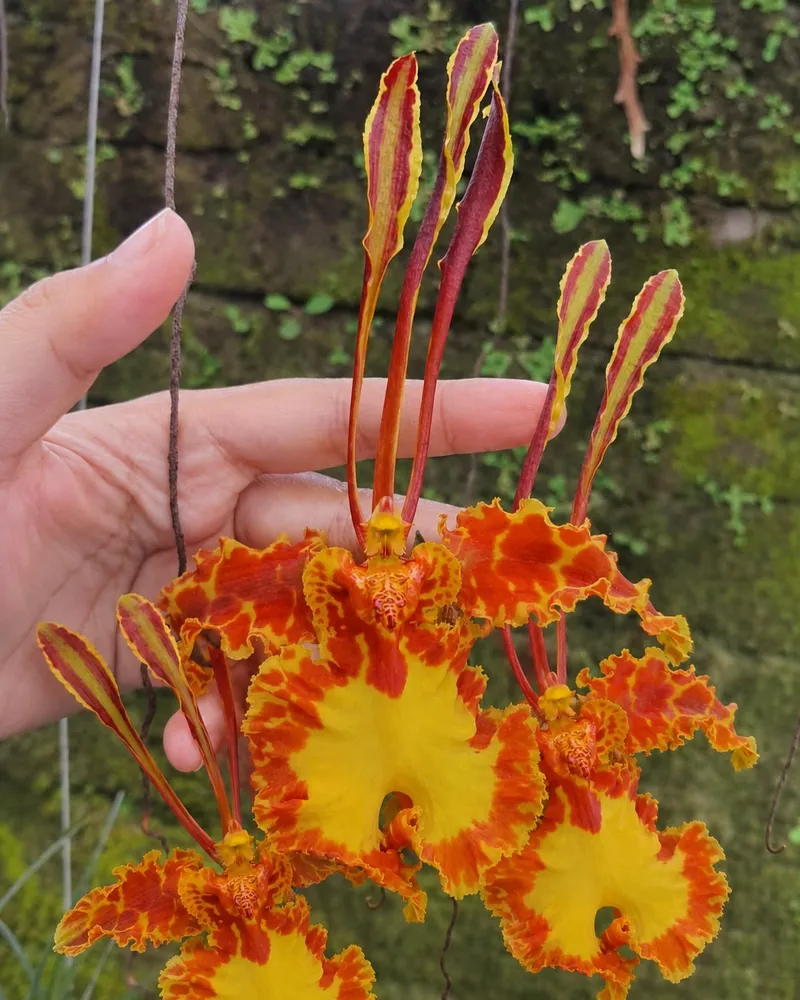 Psychopsis Papilio (PSP PALIO) Blooming Size