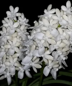 Seidenfadenia Mitrata Alba ( SD WHITE ) Blooming Size