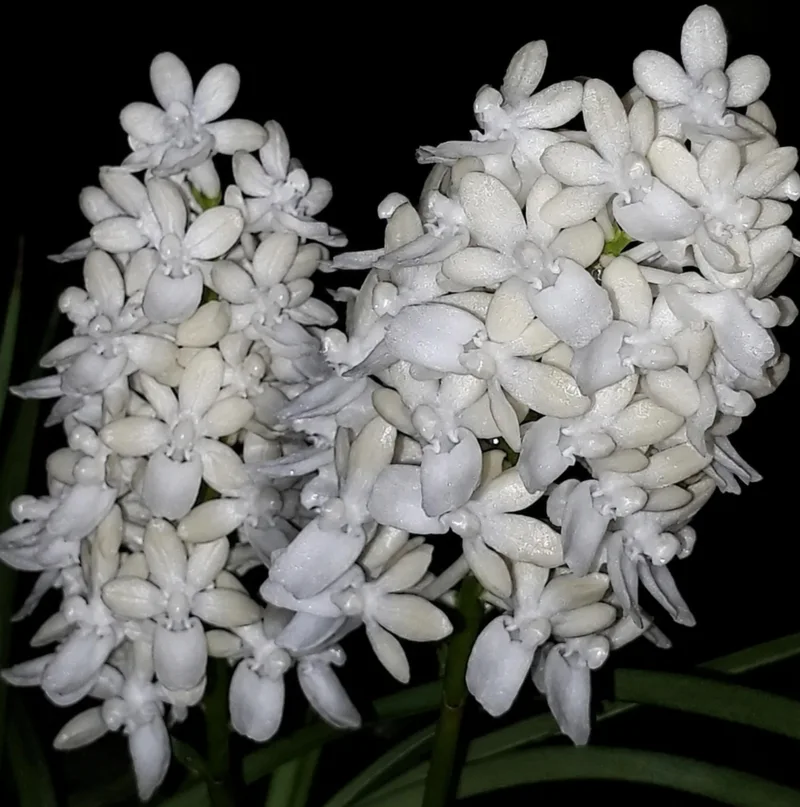 Seidenfadenia Mitrata Alba ( SD WHITE ) Blooming Size