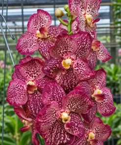 Vanda Pintuwadee Blooming Size