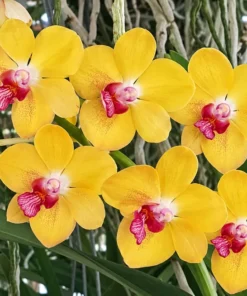 Rhynchostylis Jim Ping Bright Blooming Size