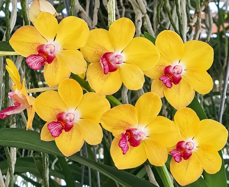 Rhynchostylis Jim Ping Bright Blooming Size