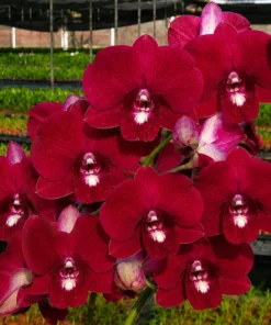 Red Lucky 2 Seedling