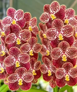 Vanda Bangyeekhan x Patachree Delight Blooming Size