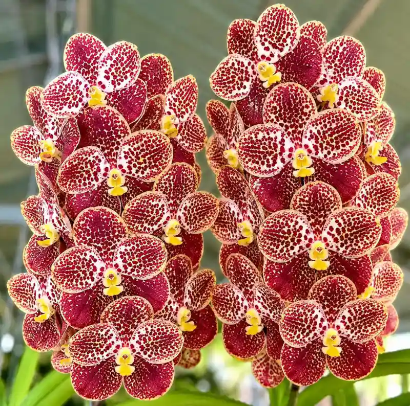 Vanda Bangyeekhan x Patachree Delight Blooming Size