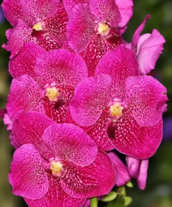 Vanda Dr Anek x Similan Blooming Size