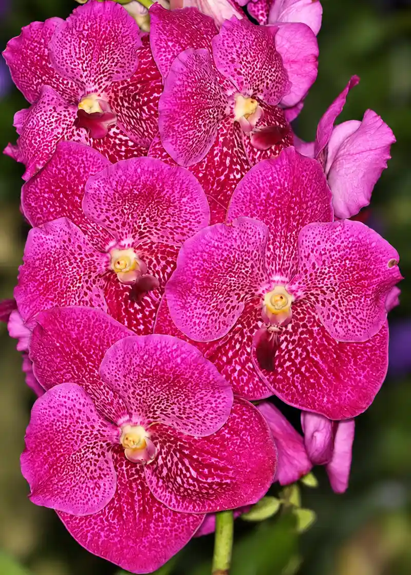 Vanda Dr Anek x Similan Blooming Size