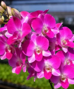 Dendrobium Red Gem Medium Size